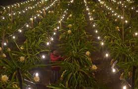 Check spelling or type a new query. Indahnya Lampu Untuk Buah Naga