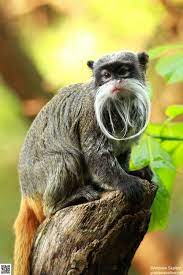 The Emperor Tamarin Saguinus Imperator Lives In The Southwest Amazon Basin In East Peru North Bolivia And In T Animals Beautiful Cute Animals Funny Animals