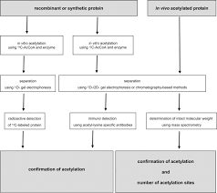 We've considered price, ease of portability, the. Probing Lysine Acetylation In Proteins Molecular Cellular Proteomics