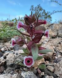 Image result for Disperis mozambicensis