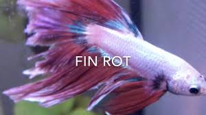 Treat with aq.salt at 1 tsp/gal. Betta Fish Fin Rot Youtube