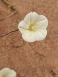 Image result for Xenostegia tridentata