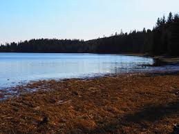 Real guests • real stays • real opinions. Zahajeni Pstruhove Sezony 2020 Muskareni Zeman