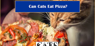 Some types of bread should be avoided like savory bread, which includes toxic ingredients with flavors like onion, garlic, macadamia nuts, chives, raisins caffeine and chocolate. Can Cats Eat Pizza