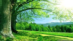 Kelly Green Forest Landscape Wallpaper Summer Desktop Backgrounds Summer Wallpaper