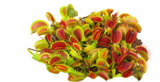 Image result for Utricularia appendiculata