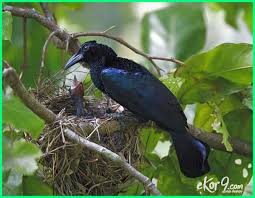 Fiori per abiti da cerimonia fai da te / abiti da. 96 Gambar Burung Cendrawasih Hitam Putih Hd Gambar Hewan