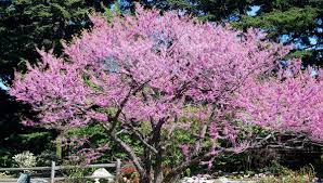 Hearts of gold redbud tree. Gardenwise Two Trees That Will Bring A Spring To Your Step This Season East End Beacon