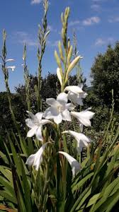 Image result for Watsonia