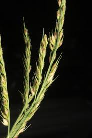 Image result for Echinochloa