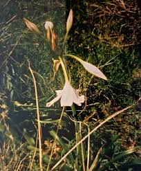 Image result for Crinum macowanii