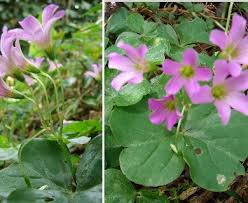 Image result for Oxalis debilis