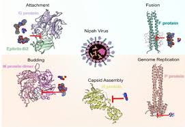 Nipah virus (niv) was first discovered in 1999 following an outbreak of disease in pigs and people in malaysia and singapore. Study Pinpoints New Drug Targets To Treat Nipah Virus Eurekalert Science News