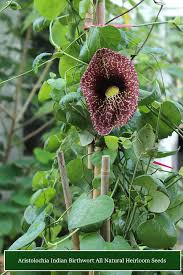 Image result for Aristolochia