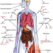 Altogether, there are 10 large organs in the body, which include skin, liver, brain, lungs, heart,. Different Route Of Inps Exposure To The Body And Vital Organs That May Download Scientific Diagram