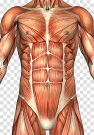 Rectus Abdominis Muscle Abdomen Anatomy Human Body Abdominal