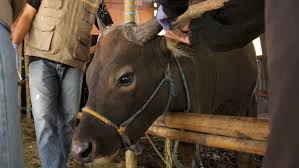 Sementara hadits yang berkaitan dengan qurban antara lain: Hukum Penyembelihan Hewan Kurban Hari Tasyrik Bukan Saat Idul Adha