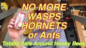 Some offer to have the girls model clothes that viewers send. How To Get Rid Of Wasps Yellow Jackets Cute766