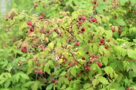 August 9, 2011october 1, 2016 / editor. 50 Edible Wild Berries Fruits A Foragers Guide