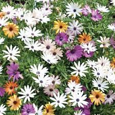 Thompson Morgan 5 X Osteospermum Falling Star Plants Qvcuk Com Country Cottage Garden Cottage Garden Plants