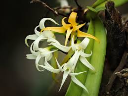 Image result for Cyrtorchis neglecta