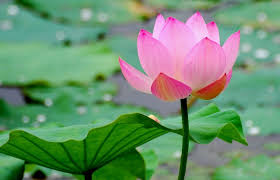 Hasil gambar untuk foto bunga Golden Lotus