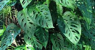 This used to be in the early 2000's very common at home depot and the like. Monstera Adansonii Care Growing Monstera Friedrichsthalii Plant