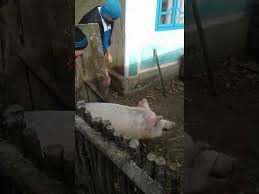 Cele mai simple retete de prajituri rapide, fara etape peste etape, fara operatiuni complicate, pe care le poate face oricine. Transarea Porcului In 10 Minute