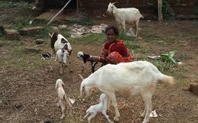 I am interested in poultry farming business and have just undergone a training in poultry keeping. Startup Goat Farming Business