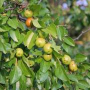 Image result for Ziziphus abyssinica
