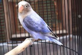 Burung Lovebird Violet Burung Binatang Lucu