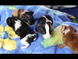 Lebkuchenhaus, weihnachtsbaum, weihnachtsmann, kerze etc. 10 Kleine Meerschweinchen Babys Auf Achse Die Meeries Youtube