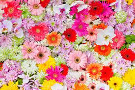 You can download free flower png images with transparent backgrounds from the largest collection on pngtree. The Background Image Of The Colorful Flowers Stock Photo Picture And Royalty Free Image Image 13539157