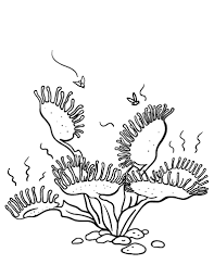 Free Venus Flytrap Coloring Page Coloring Pages Free Coloring Pages Free Printable Coloring Pages