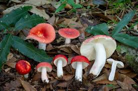 Image result for Russula perlactea