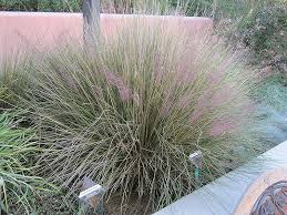We did not find results for: Pink Muhly Grass Calloway S Nursery