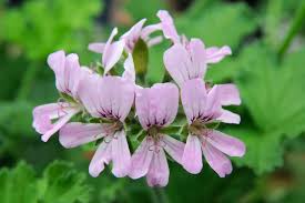 Image result for Pelargonium domesticum round-leaved bushy