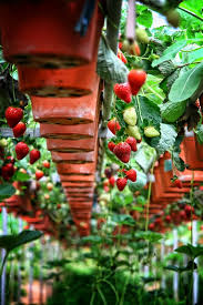Located within walking distance from the brinchang town, it's an ideal place to visit come rain or big red strawberry farm is suitable for all ages to visit and the children will sure to enjoy the gaems and rides we have here. Big Red Strawberry Farm Cameron Highlands Photo