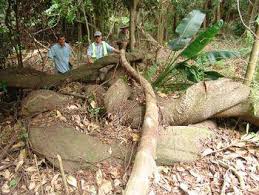 Image result for Entada stuhlmannii