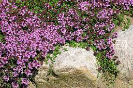 Wilder Thymian Sand Oder Feld Thymian Bienen Hunde Garten Pflanzen Sand Thymian