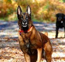 Belçika kurt köpeğinin ev köpeği , polis köpeği , bekçi köpeği gibi kullanım alanları. Trump Paylasti Fiyati Bir Anda 10 Katina Cikti Foto Galerisi