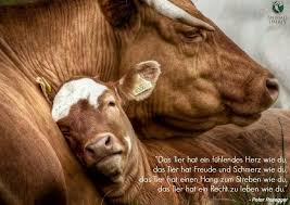 Wie Wahr Kuhe Und Kalber Tiere In Not Tiere