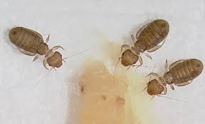 After the first time you go crabbing with your children you'll never stop hearing them on the in the tropics you will catch mud crabs in the estuary, in the creeks, or on the mud flats. Crabitat What S That Bug In The Crabitat Hca Hermit Crab Association