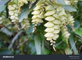 Image result for Flemingia strobilifera