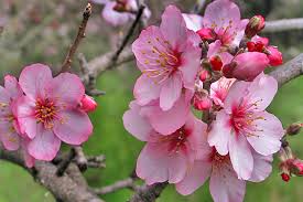 Maybe you would like to learn more about one of these? Rosiger Winter Die Fruhe Mandelblute 2016 Auf La Palma Und Ihr Fest La Palma Travel