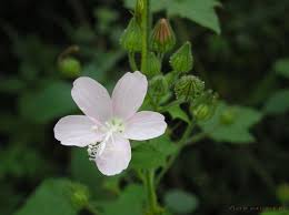 Image result for Pavonia senegalensis