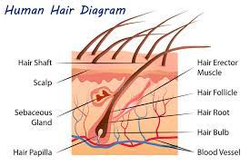 This complex interaction induces the hair follicle to produce different types of hair as seen on different parts. Human Hair Diagram Stock Vector Illustration Of Care 64354203