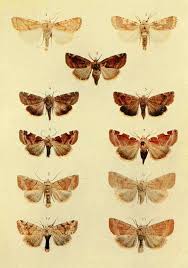 Image result for Cosmia diffinis