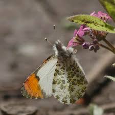 Image result for Anthephora cristata