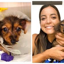 Fundraiser by Jackie Guenther : Otto's Parvo Journey